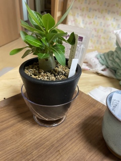 �A�f�j�E���\�R�g���i��