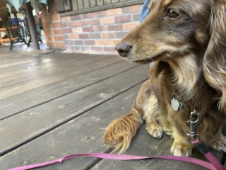 ���傤����