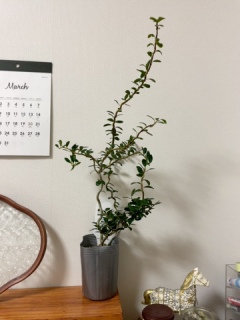 �X�p�C�����h���S������