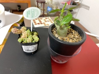 �V�ʂÂ肳��