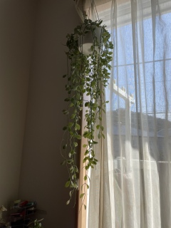 �f�B�X�L�f�B�A�����